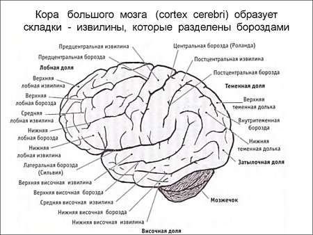 Строение полушарий головного мозга доли борозды извилины