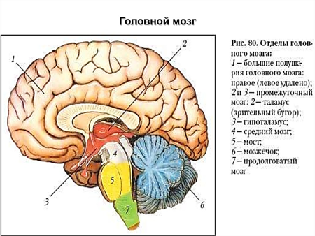 Рис 80 структуры головного мозга
