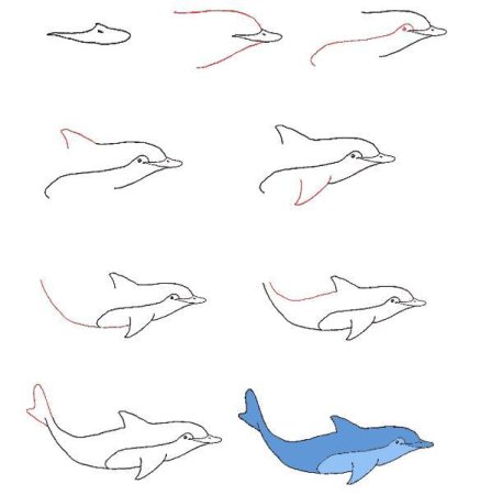 Поэтапное рисование дельфина