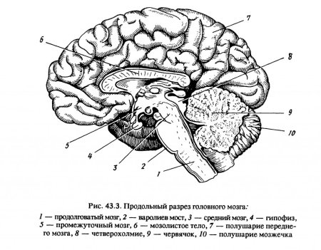 Структура головного мозга схема