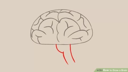 Мозг нарисованный легко и быстро