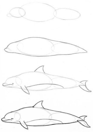 Рисование касатки пошагово