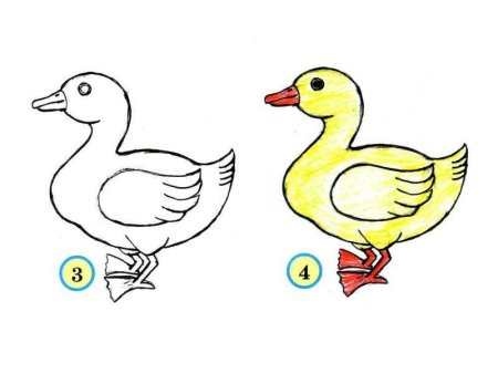 Поэтапное рисование уточки
