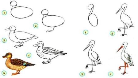 Поэтапное рисование уточки