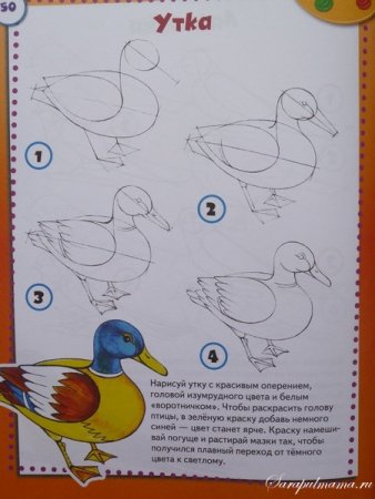 Поэтапное рисование утки для детей 4-5