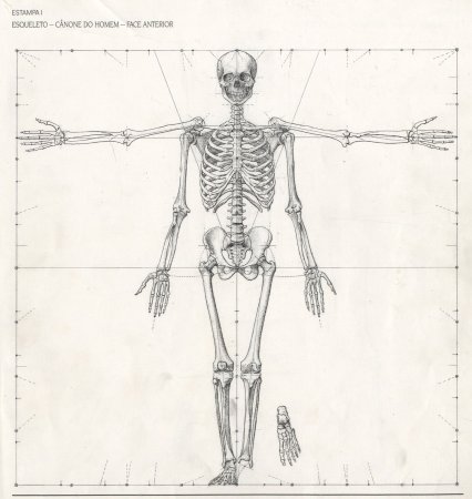 Рисунок скелет человека поэтапно (52 фото)