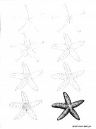 Рисование морская звезда