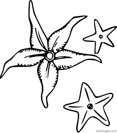 Морская звезда рисунок поэтапно (50 фото)
