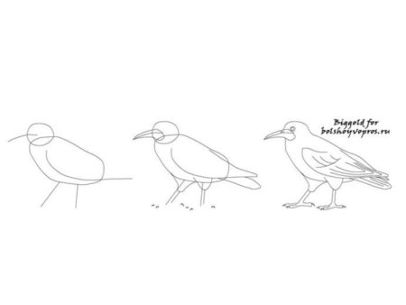 Поэтапное рисование вороны