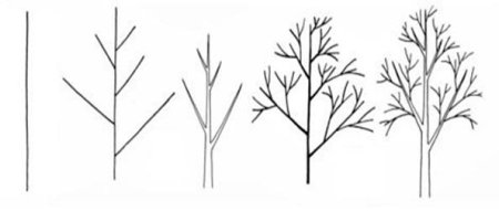 Этапы рисования дерева для дошкольников