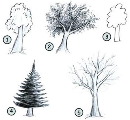 Поэтапное рисование дерева