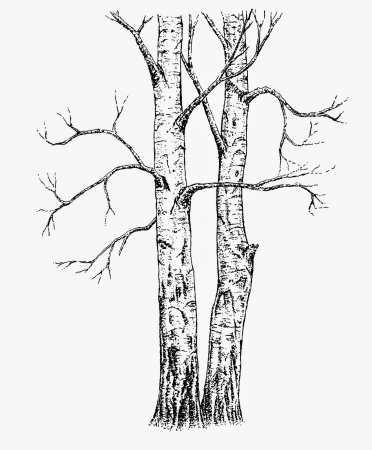 Береза рисунок