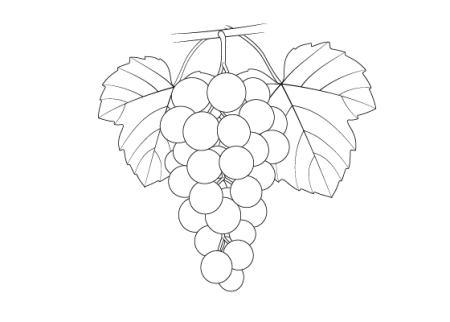 Виноградная лоза пасынкование