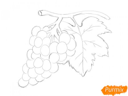 Нарисовать виноград карандашом