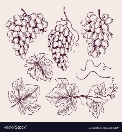 Ветка винограда орнамент