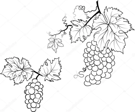Виноградная лоза скетч