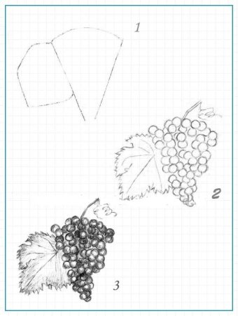 Виноград эскиз