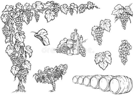 Виноград рисунок карандашом