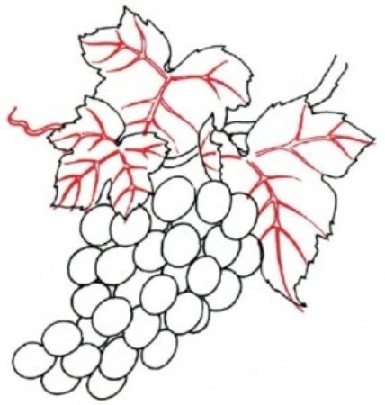 Виноград карандашом