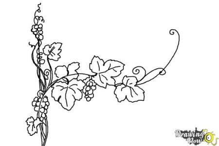 Виноградный лист карандашом