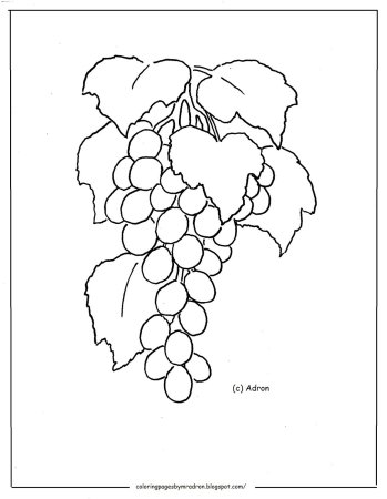 Виноградная лоза рисунок цветной