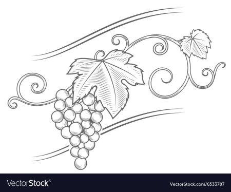 Узор Виноградная лоза вектор