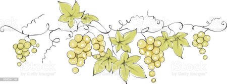 Виноградная лоза контур