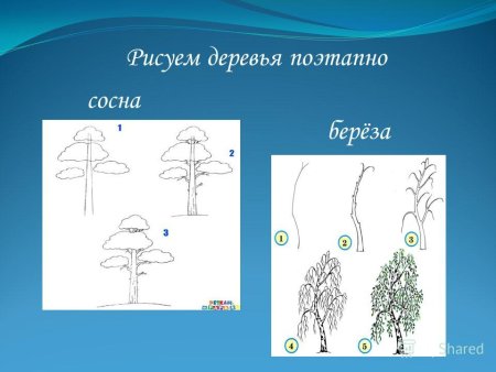 Поэтапное рисование дерева в средней группе