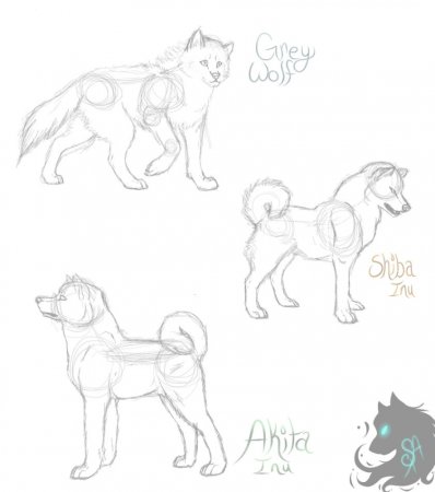 Акита ину скетч