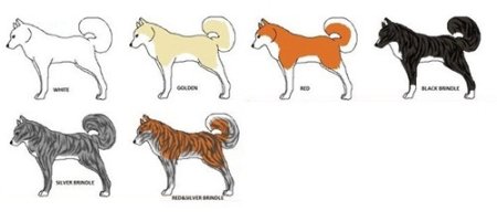 Анатомия Акита ину для рисования