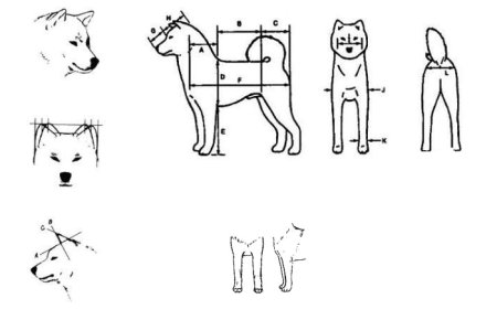 Сиба-ину высота в холке