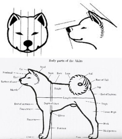Нарисовать акиту собаку