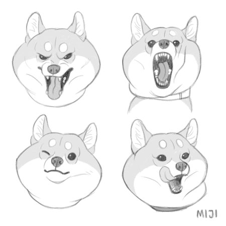 Сиба ину сбоку рисунок