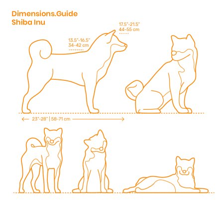 Собака хаски поэтапно