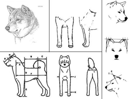 Акита ину раскраска