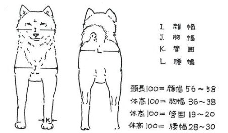 Анатомия головы Акита ину