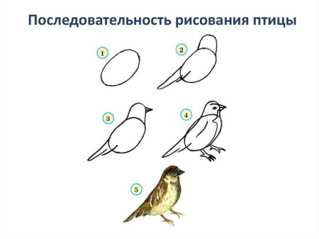 Последовательное рисование птицы