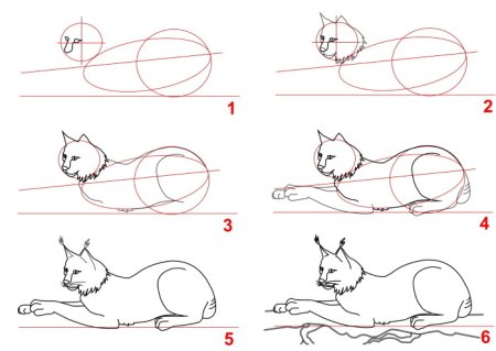 Поэтапное рисование рыси для детей