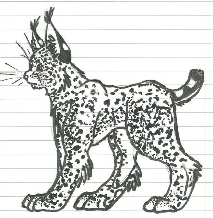 Рысь рисунок карандашом поэтапно для начинающих