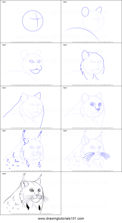 Анатомия рыси