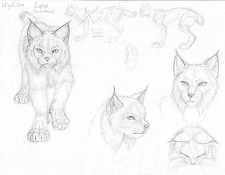 Поэтапное рисование леопарда