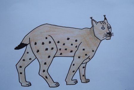 Рысь рисунок карандашом для детей