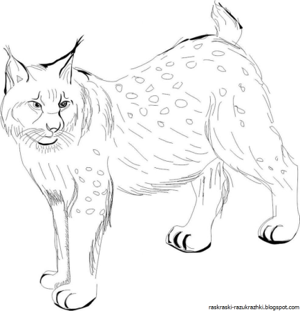 Рисунок рыси для детей для срисовки