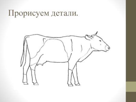 Рисование коровы эскиз