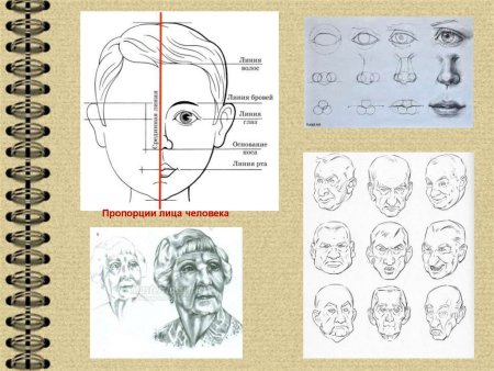Пропорции лица пожилых людей