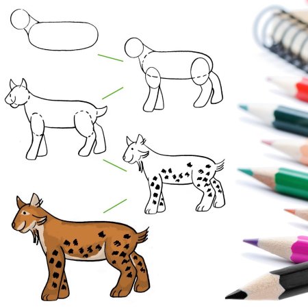 Рысь поэтапное рисование