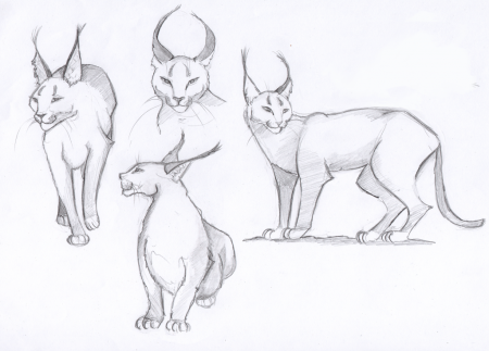 Рысь поэтапное рисование