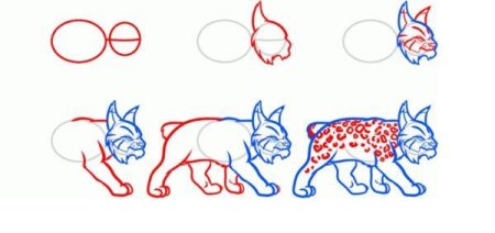 Рысь пошаговый рисунок