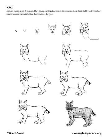 Рысь рисунок карандашом для детей