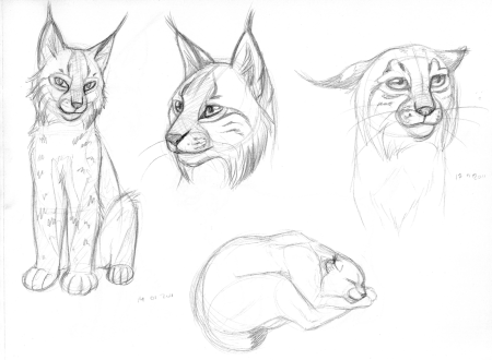 Рысь рисунок легкий для детей